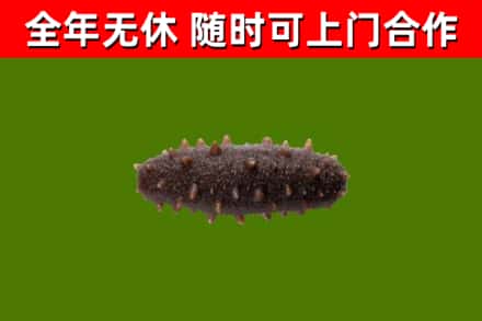 泸溪回收海参干